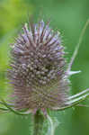 Teasel